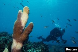 FILE - Pillar coral, showing tissue loss caused by Stony Coral Tissue Loss Disease, is seen near the University of the Virgin Islands campus in St. Thomas in the U.S. Virgin Islands, May 17, 2019.