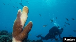 Seorang penyelam tampak berenang melewati karang pilar di perairan St. Thomas, U.S. Virgin Islands, pada 17 Mei 2019. (Foto: Reuters/Lucas Jackson)