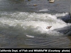 Hitch minnows, which the Pomo Tribes call "chi," jumping in Clear Lake, Lake County, California, have lost more than 90 percent of its spawning habitat.