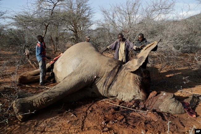 Locals cut elephant meat that was killed by Kenya Wildlife Service rangers after the elephant killed a woman while wandering for water and food in Loolkuniyani, Samburu County in Kenya on Oct. 16 2022. (AP Photo/Brian Inganga)