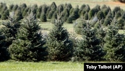 FILE - In this November 2007 file photo, Christmas trees stand in a field at the Pleasant Valley Tree Farm in Bennington, Vermont.  (AP/Toby Talbot)