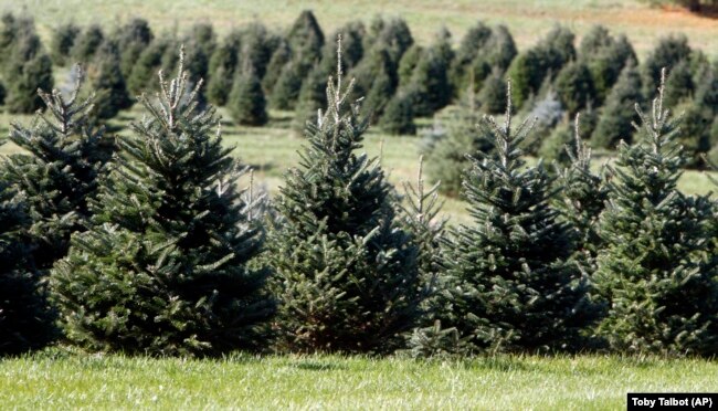 FILE - In this Nov. 2007 file photo, Christmas trees stand in a field at the Pleasant Valley Tree Farm in Bennington, Vermont. (AP/Toby Talbot)