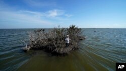 P.J. Hahn, an environmental consultant and former Plaquemines Parish coastal zone manager, stands on a patch of land with mangroves — all that remains after the land around it eroded away in Plaquemines Parish, Louisiana, Nov. 3, 2021.