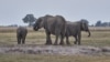 Delegates from African countries meet to discuss trade in live elephants 