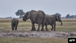 FILE - Elephants are seen on the Chobe river in Kasane, Botswana, July 20, 2022. 