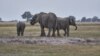 Botswana Communities Earn $5 Million Through Elephant Hunting