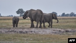FILE - Elephants are seen on the Chobe river in Kasane, Botswana, July 20, 2022. 