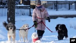 A dog walker takes some dogs for a stroll in Minneapolis, Dec. 22, 202.