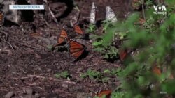 Kral Kelebekleri Bu Kışı da Meksika’da Geçirecek 