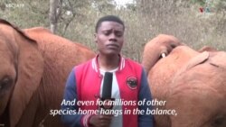 Փղի ձագը կնճիթով ընդհատում է քենիացի թղթակցին_1.mp4