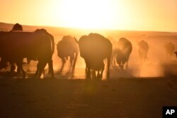 Bison, also known as buffalo, walk in a herd inside a corral at Badlands National Park, on Oct. 13, 2022, near Wall, S.D. The wild animals were corralled for transfer to Native American tribes, part of an effort by Indigenous groups working with federal officials to expand the number of bison on reservations. (AP Photo/Matthew Brown)