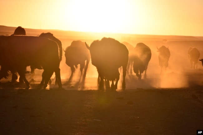 Bison, also known as buffalo, walk in a herd inside a corral at Badlands National Park, on Oct. 13, 2022, near Wall, S.D. The wild animals were corralled for transfer to Native American tribes, part of an effort by Indigenous groups working with federal officials to expand the number of bison on reservations. (AP Photo/Matthew Brown)