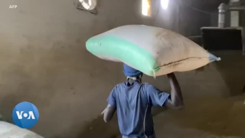 Le Sénégal mise sur le riz pour l'autosuffisance alimentaire