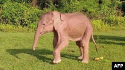 قدیم دور میں البینو یا سفید ہاتھیوں کو خوش بختی کی علامت سمجھا جاتا تھا اور اسے حکمرانوں کو تحفے میں دے دیا جاتا تھا۔ اس لیے یہ حکمرانوں کی نیک نامی کی علامت بن گیا۔