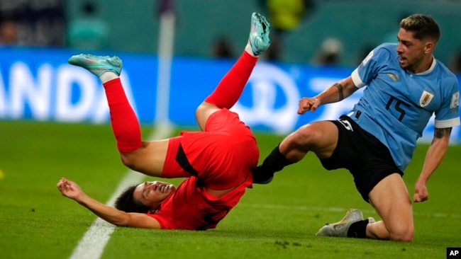 South Korea's Lee Kang-in falls after colliding with Uruguay's Federico Valverde during the World Cup Group H soccer match between Uruguay and South Korea, at the Education City Stadium in Al Rayyan , Qatar, Nov. 24, 2022.