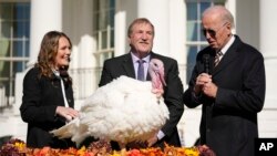 Presiden Joe Biden mengampuni Cokelat, kalkun Thanksgiving nasional, di Gedung Putih di Washington, Senin, 21 November 2022. Biden didampingi oleh, Ronald Parker, Ketua Federasi Nasional Turki, dan Alexa Starnes, putri pemilik Peternakan Circle S. (Foto AP/Andrew Harnik)