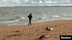 FILE - A person jogs past dead seals washed up on the coast of the Caspian Sea in Makhachkala, Russia, Dec. 6, 2022. One impact of the sea's shrinking is on the habitat for seals and sturgeons. The dropping water levels have also hurt local residents' livelihoods.