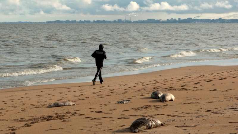 Shrinking Caspian Sea worries environmental activists...