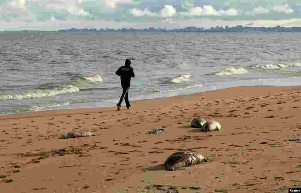 A person jogs past dead seals washed up on the coast of the Caspian Sea in Makhachkala, Russia.