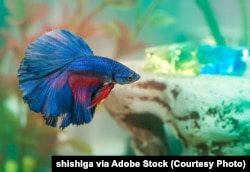 Blue betta fish swims in aquarium water
