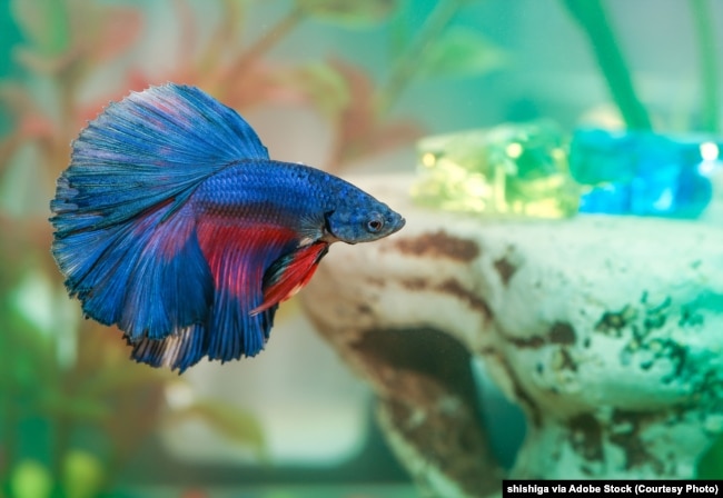 Blue betta fish swims in aquarium water