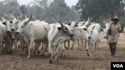 Nomadic Fulani and his cows