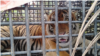 Evakuasi Harimau Sumatra di Langkat Tuai Kritik