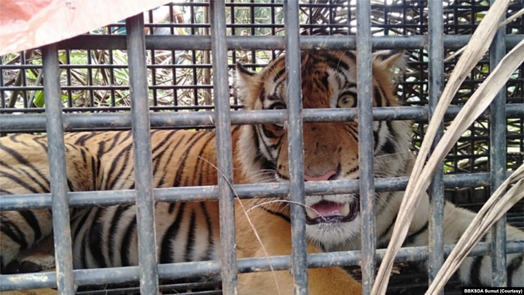 Harimau Sumatra yang terperangkap di dalam kandang jebak. (Courtesy: BBKSDA Sumut)