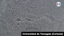 En 2004, tras una revisión de las imágenes satelitales en Nazca, el profesor Masato Sakai se percató de que había una serie de geoglifos que no aparecían en el mapa de distribución elaborado por el Gobierno peruano. [Foto: Cortesía Universidad de Yamagata]