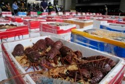 Lobster Australia yang disita oleh Bea Cukai Hong Kong selama operasi anti-penyelundupan, ditampilkan pada konferensi pers di Hong Kong, Jumat, 15 Oktober 2021.