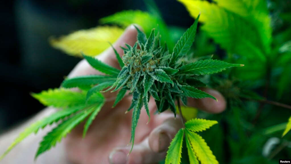 Dënimet e 2.5 milionë amerikanëve për marijuanë do të falen