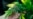 EE.UU. Consumo récord marihuana jóvenes