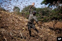 FILE - Stephen Mudoga, 12, the son of a farmer, tries to chase away a swarm of locusts on his farm as he returns home from school, at Elburgon, in Nakuru county, Kenya on March 17, 2021.