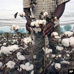 Le coton, principal source de revenus du pays