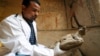 FILE - An archeologist holds an ancient mummified bird, found inside the burial site, Tomb of Tutu, at al-Dayabat, Sohag, Egypt, April 5, 2019. (Reuters/Mohamed Abd El Ghany)