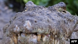 FILE - A crocodile is seen in the "Caimans lake" next to the former Houphouet-Boigny House in Yamoussoukro on January 25, 2024.