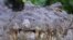 FILE - A crocodile is seen in the "Caimans lake" next to the former Houphouet-Boigny House in Yamoussoukro on January 25, 2024.