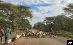 FILE - Herdsmen herd their sheep and goats along a road in Laikipia, Kenya, July 27, 2017.