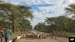 Herdsmen herd their sheep and goats along a road in Laikipia, Kenya, July 27, 2017.