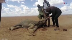 Երաշտի հետևանքով Քենիայում 10 ամսվա ընթացքում սատկել են մոտ 205 փիղ_1.mp4