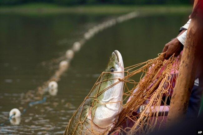 Fisherman pull with a Pirarucu fish at a lake in San Raimundo settlement lake, Carauari, Brazil, Tuesday, Sept. 6, 2022. Along the Jurua River, a tributary of the Amazon, riverine settlers and Indigenous villages are working together to promote the sustainable fishing of near magic fish called pirarucu. (AP Photo/Jorge Saenz)