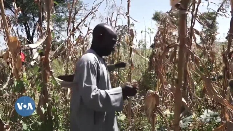 Au Cameroun, des banques de céréales face à l'insécurité alimentaire