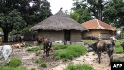 Aline Sitoé Diatta serait née dans cette maison, à Kabrousse au Sénégal.