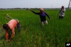 Locals work at the fields at the Sundarbans, the world's largest mangrove forest, near the Maitree Super Thermal Power Project in Rampal, Bangladesh, Wednesday, Oct. 19, 2022.