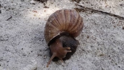 Una foto sin fecha de un caracol africano visto en el lago de Maracaibo, Venezuela. Foto cortesía de la periodista Madeyn Palmar.