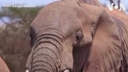 Угинување на слонови поради дехидрација