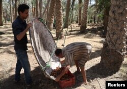 Khaled El Kazzaz, seorang pemilik kebun kurma membantu seorang petani setelah dia memanjat pohon palem dengan keranjang berisi kurma yang baru dikumpulkan selama musim panen di desa Dahshour, selatan kegubernuran Giza, Mesir, 4 Oktober 2022. REUTERS/Amr Abdallah Dalsh