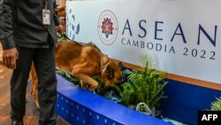 A sniffer dog checks for explosive devices during an inspection tour of a hotel as part of security measures for the upcoming ASEAN summit in Phnom Penh, Nov. 7, 2022.