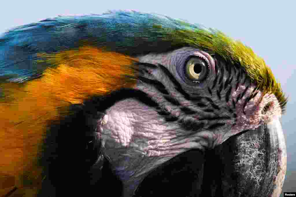 A macaw is seen in Caracas, Venezuela, Nov. 8, 2022. 