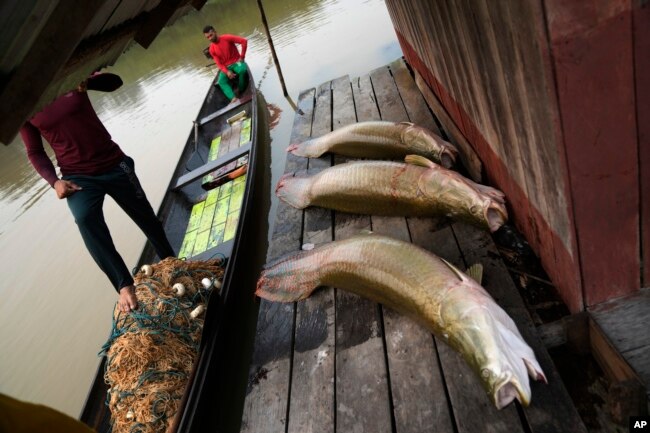 CThree pirarucu fish, captured by brothers Gibson, right, and Manuel Cunha Da Lima, front, lie at a floating warehouse in San Raimundo settlement, at Medio Jurua region, Amazonia State, Brazil, Monday, Sept. 5, 2022. (AP Photo/Jorge Saenz)